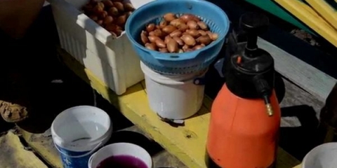 Koji je najbolji način da namočite luk pre sadnje u proljeće